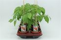 Afbeelding van Tomaat. Vleestomaat (12cm pot) Bio